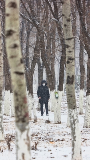 暴雪-抗疫-树木-雪景-雪地 图片素材