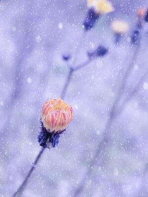我的2019-花草-色彩-花朵-花 图片素材