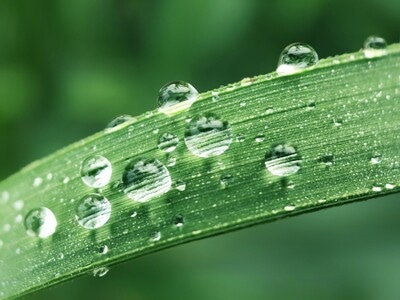 微观世界-植物-水珠-自然-水珠 图片素材