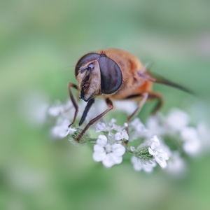 昆虫-自然-手机微距-蜜蜂-昆虫 图片素材