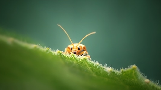 昆虫-微距-微观世界-昆虫-动物 图片素材