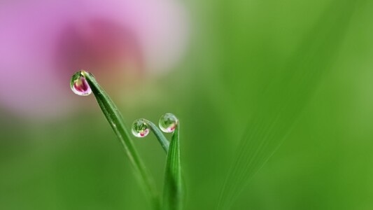 水珠花-手机微距-植物-草-水珠 图片素材