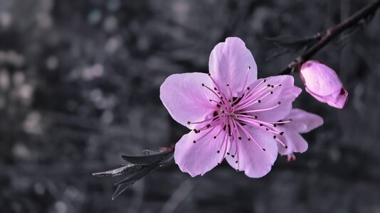 静物-花朵-手机摄影-花-花蕊 图片素材