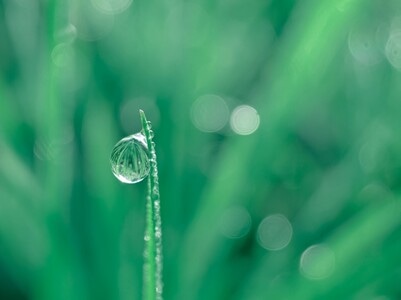 微距-水珠-自然-水珠-植物 图片素材