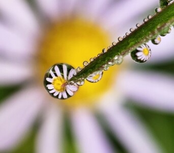 花草-植物-水珠花-水珠-水滴 图片素材