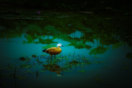 我的六月-赤麻鸭-生态-摄影-南京市 图片素材