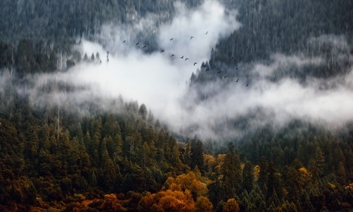秋林-云雾-风光-风景-风光 图片素材