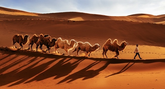你好2020-沙漠-骆驼-光影-风景 图片素材