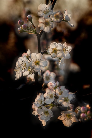 齐鲁印象-白花-花-花卉-花朵 图片素材