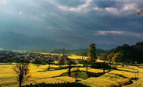 齐鲁印象-田地-油菜花田-户外-乡村 图片素材