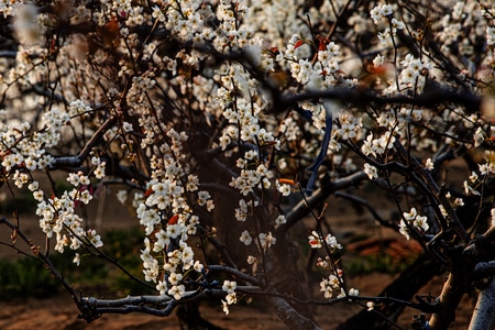 齐鲁印象-花-白花-花卉-花朵 图片素材
