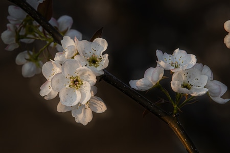 齐鲁印象-白花-花-花卉-花朵 图片素材