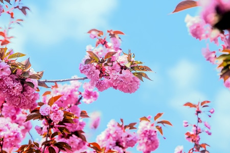 尘世烟火-花-鲜花-花卉-花朵 图片素材