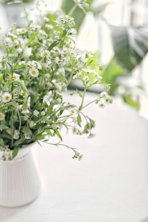 野花-花瓶-小清新-花-花卉 图片素材