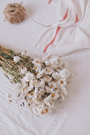 花艺-静物-花-花卉-雏菊 图片素材