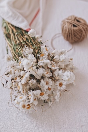 花艺-静物-花-花卉-雏菊 图片素材