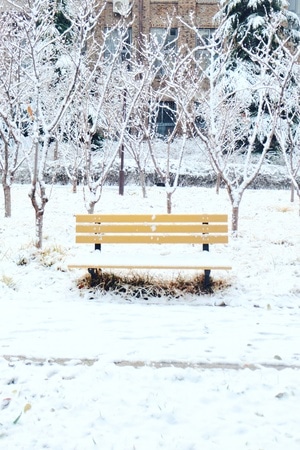 生活-冬-扫雪机-树-树木 图片素材
