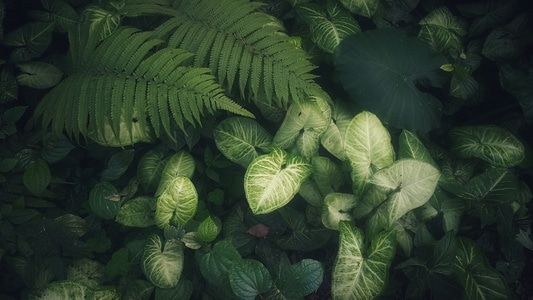 纹理-暗色系-summer-绿叶-植物 图片素材