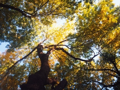 森林-fujifilm-color-风景-树 图片素材