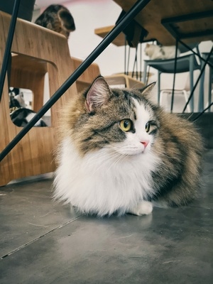 生活的记录-宠物-猫-波斯猫-猫 图片素材