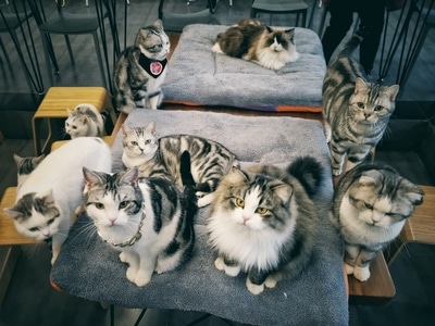 成都-猫-宠物-生活中的小确幸-斑猫 图片素材