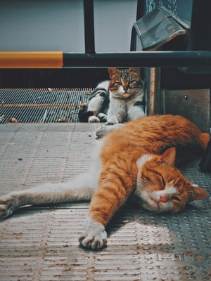 街拍-我要上封面-猫-猫-猫咪 图片素材