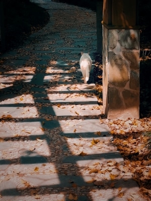 萌宠写真-猫-光影-猫-猫咪 图片素材