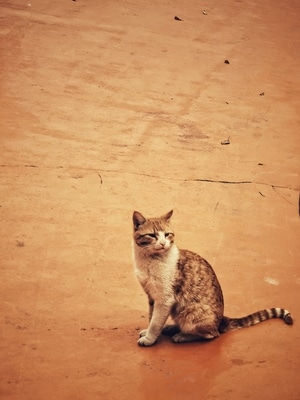 上海市-街拍-我要上封面-猫-手机摄影 图片素材