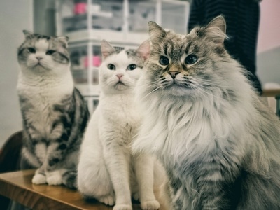 猫-宠物-生活的记录-猫-猫 图片素材