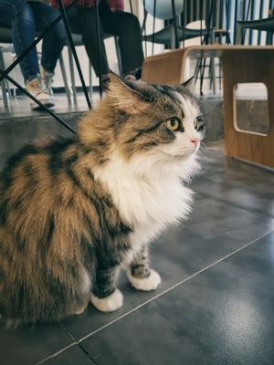 生活的记录-宠物-猫-猫-猫 图片素材