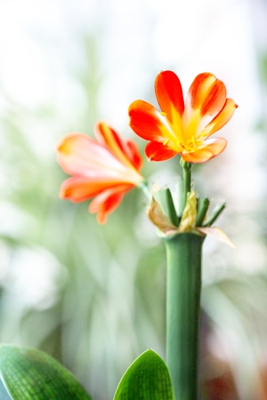 花卉-植物-色彩-君子兰-君子兰 图片素材