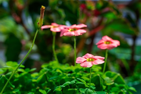 纪实-宅家-色彩-植物-花 图片素材