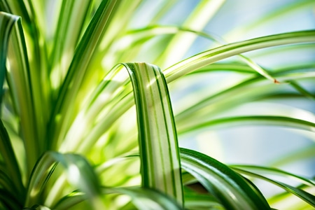 嫩叶-风光-自然-植物-绿叶 图片素材
