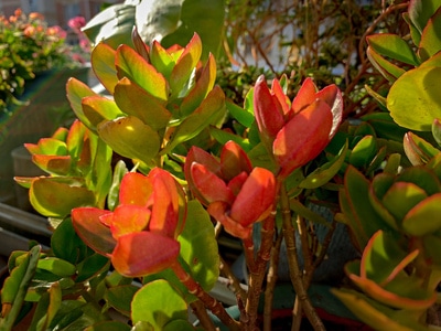 植物花卉-色彩-玉树-红玉树-植物 图片素材