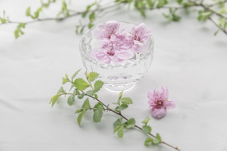 我要上封面-花季-花-植物-晒太阳 图片素材