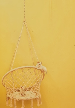猫-萌宠-动物-宠物-宠物猫 图片素材