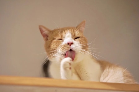 猫-动物-宠物-可爱-治愈 图片素材