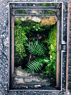 益阳市-夏天-井盖-蕨类植物-苔藓 图片素材