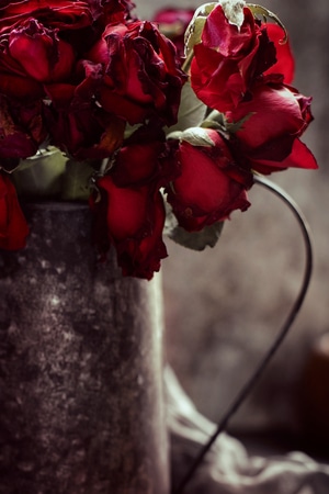 静物摄影-玫瑰-玫瑰-花-花朵 图片素材