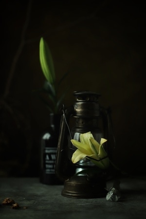 花朵-静物摄影-花朵-百合花-花卉 图片素材
