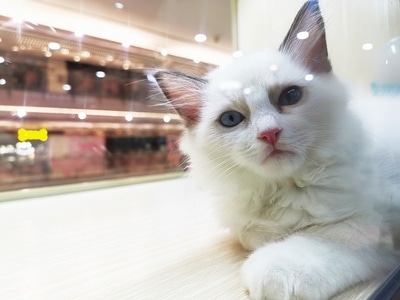 猫咪-动物-生活-休闲-街拍 图片素材