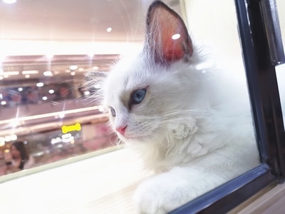 猫咪-动物-生活-休闲-街拍 图片素材