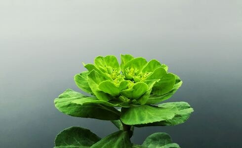 自然-生活点滴-春色-植物-绿叶 图片素材