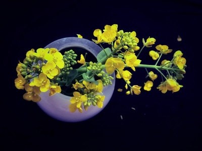 自然-生活点滴-春色-花开花谢-花 图片素材