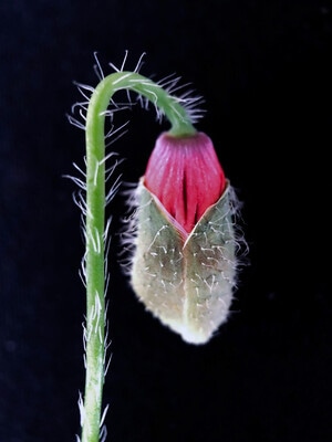 手机微距-花草-花似梦-花-植物 图片素材