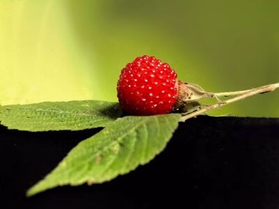生活点滴-儒雅共赏-野草莓-食物-野草莓 图片素材