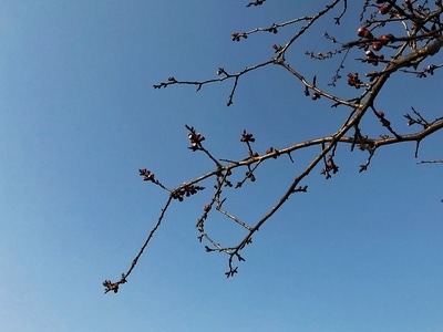 生活点滴-自然-美的生机-春色-树枝 图片素材