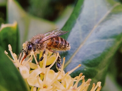 手机微距-大自然-生活点滴-世界很美-蜜蜂🐝 图片素材