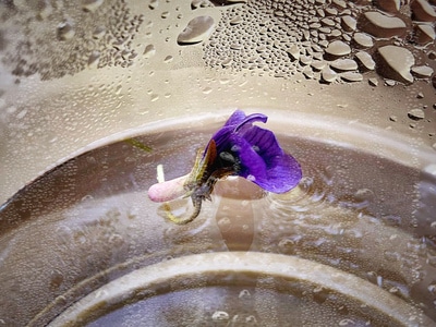 生活点滴-手机微距-酷派3080-花草-紫花地丁 图片素材