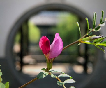 今日春分-自然-生活点滴-花草-走走拍拍 图片素材